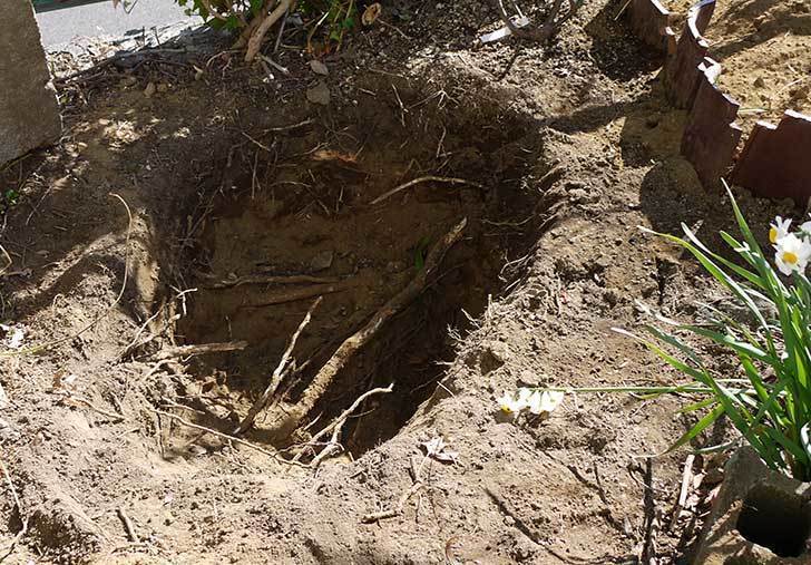 アンジェラ（バラ）を地植えするための穴を掘った。2016年-2.jpg