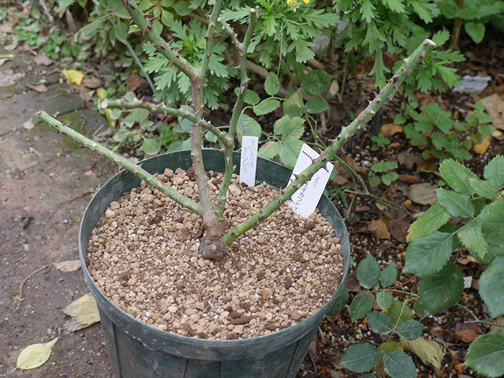 アントニオ・ガウディ(半ツルバラ）の大苗を8号ロングスリット鉢に植えた。2019年-4.jpg