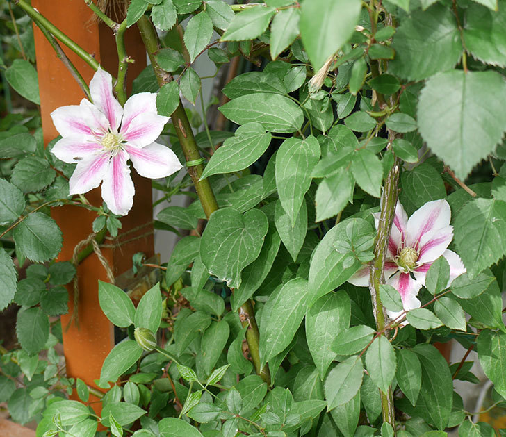 アンドロメダに2個目の花が咲いた。2018年-1.jpg