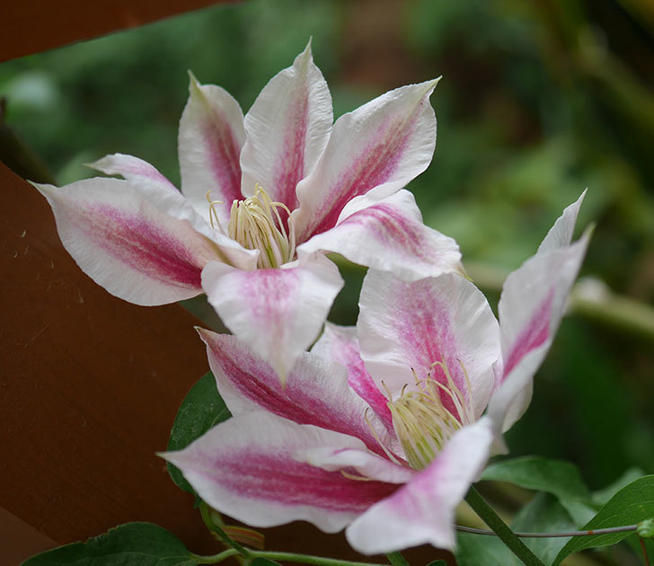 アンドロメダ（早咲き大輪系-パテンス系-新・旧両枝咲き）の花が増えてきた。2020年-1.jpg