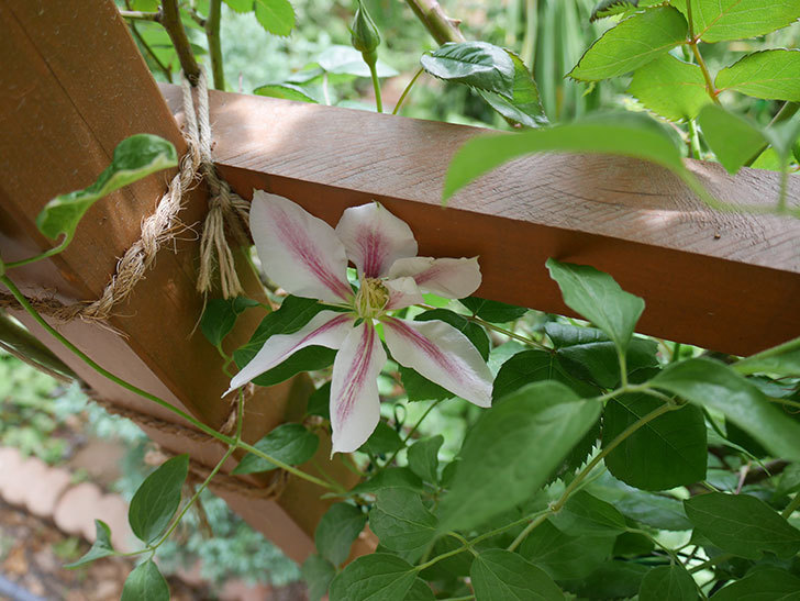 アンドロメダ（早咲き大輪系パテンス系-新旧両枝咲き）の花が咲いた。2019年-3.jpg