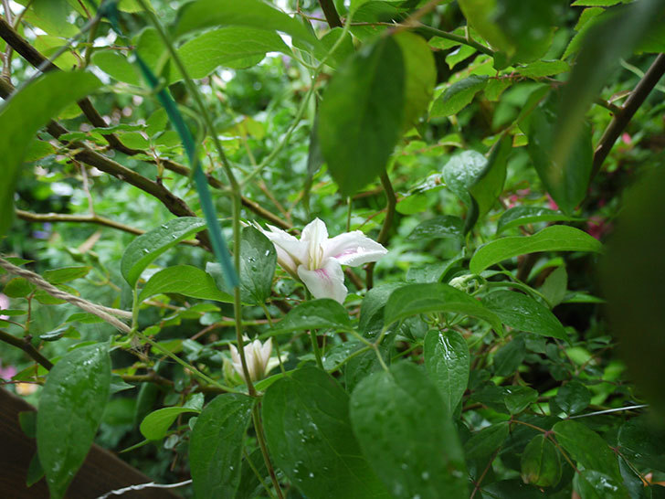 アンドロメダ（早咲き大輪系パテンス系　新旧両枝咲き）が咲いた。2017年-7.jpg