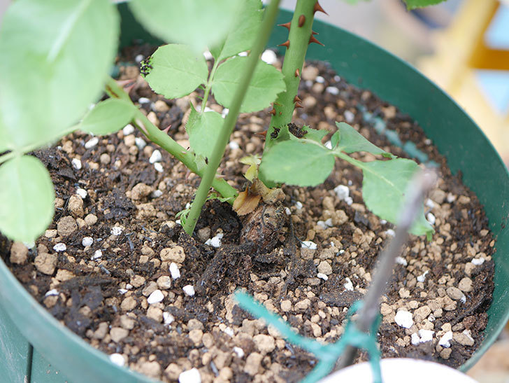 アンナ・フェンディ(Anna Fendi)の新苗を6号ロングスリット鉢に植え換えた。2020年-008.jpg