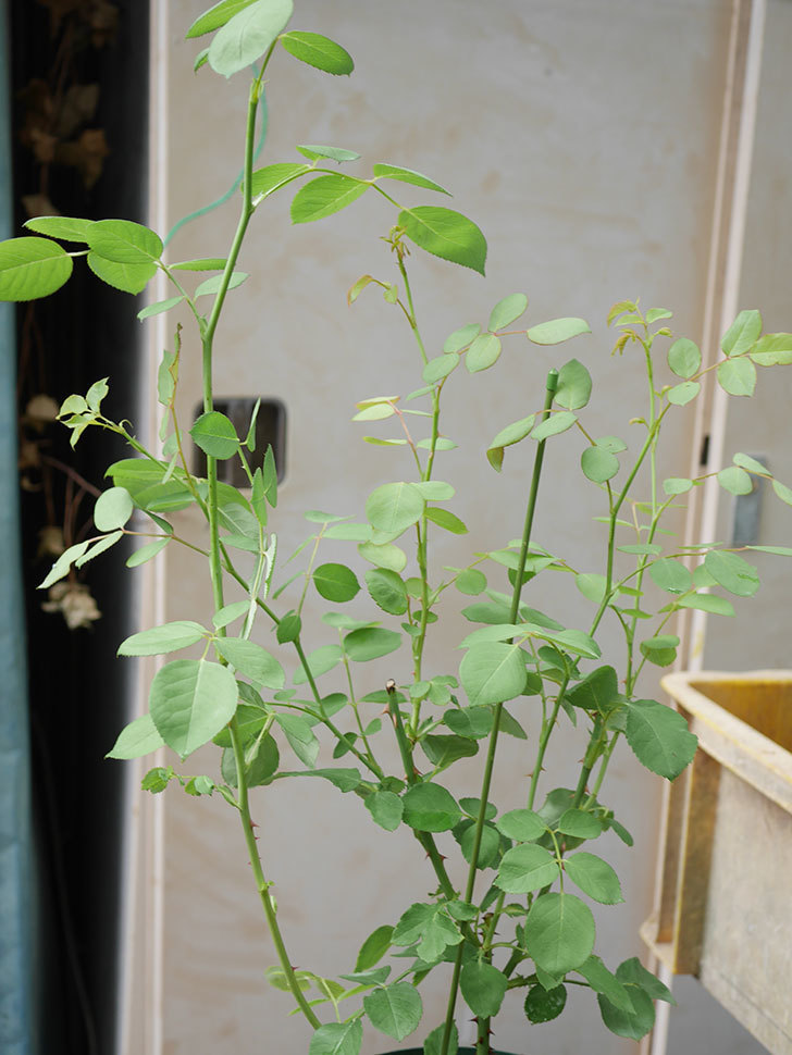 アンナ・フェンディ(Anna Fendi)の新苗を6号ロングスリット鉢に植え換えた。2020年-010.jpg