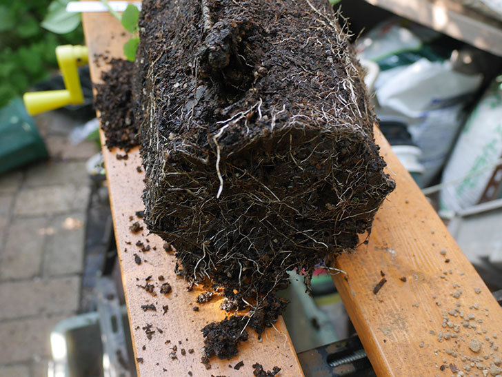 アンナ・フェンディ(Anna Fendi)の新苗を根はり鉢 10号に植え換えた。半ツルバラ。2020年-004.jpg