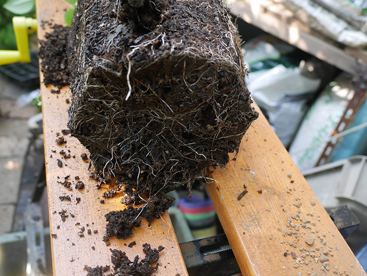 アンナ・フェンディ(Anna Fendi)の新苗を根はり鉢 10号に植え換えた。半ツルバラ。2020年-005.jpg
