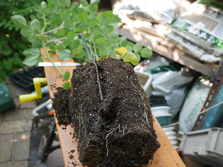 アンナ・フェンディ(Anna Fendi)の新苗を根はり鉢 10号に植え換えた。半ツルバラ。2020年-006.jpg