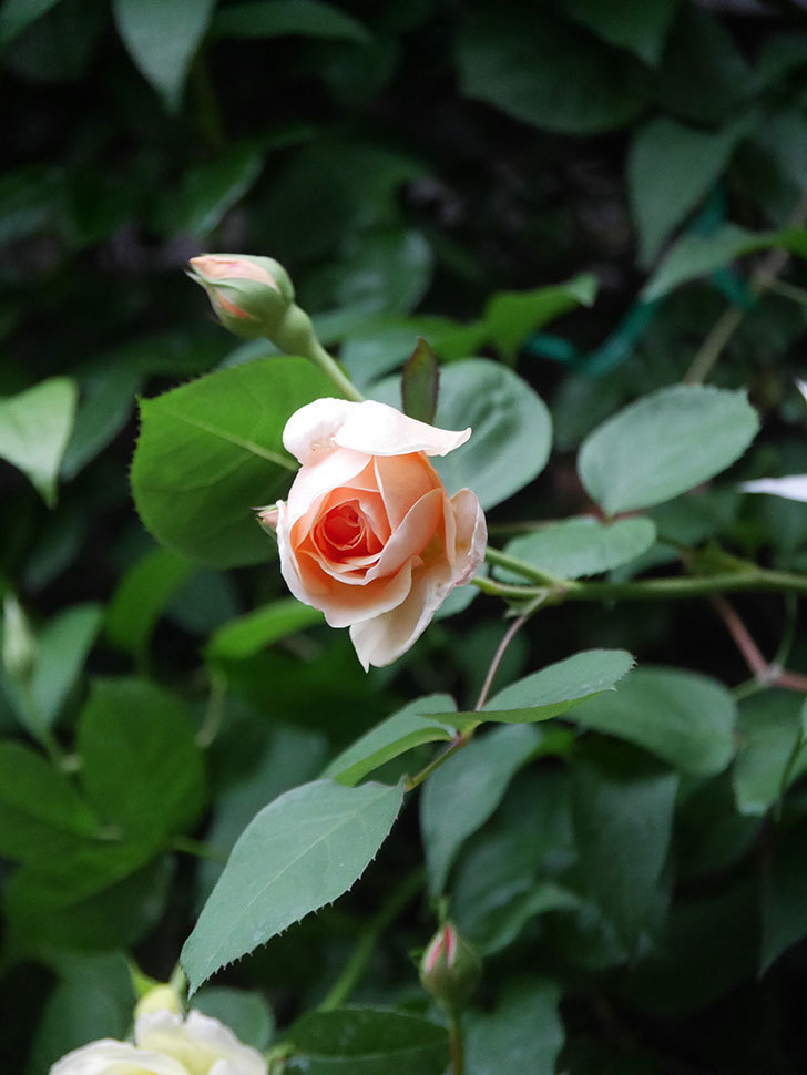 アンナ・フェンディ(Anna Fendi)の花が咲いた。半ツルバラ。2022年-001.jpg
