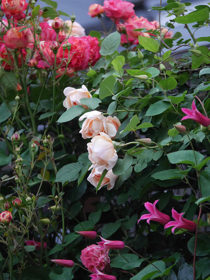 アンナ・フェンディ(Anna Fendi)の花が咲いた。半ツルバラ。2022年-002.jpg
