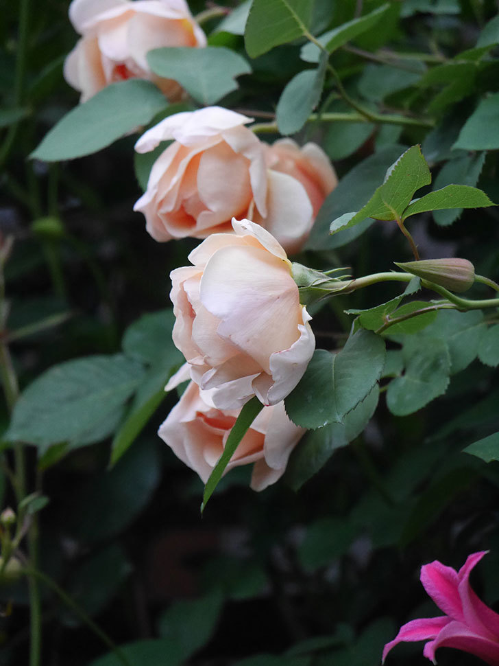 アンナ・フェンディ(Anna Fendi)の花が咲いた。半ツルバラ。2022年-003.jpg