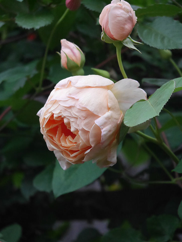 アンナ・フェンディ(Anna Fendi)の花が咲いた。半ツルバラ。2022年-004.jpg