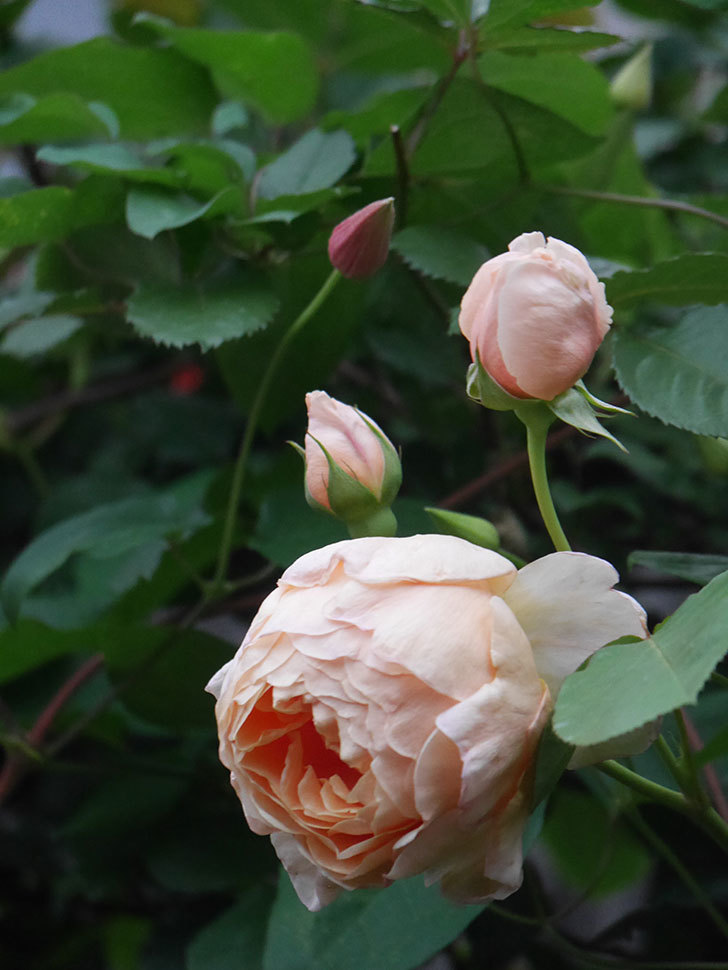 アンナ・フェンディ(Anna Fendi)の花が咲いた。半ツルバラ。2022年-005.jpg
