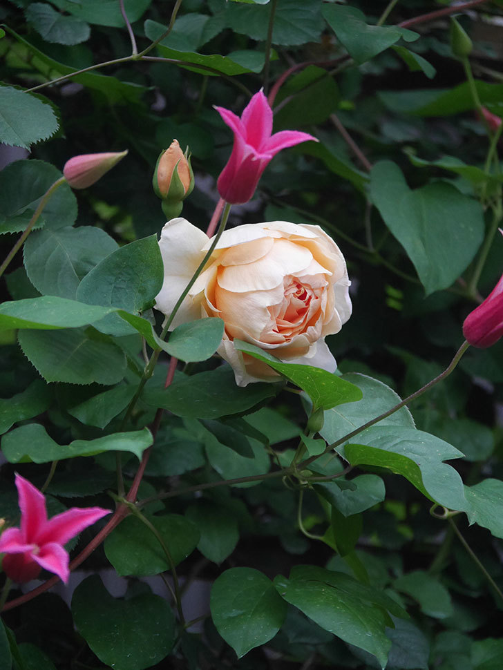 アンナ・フェンディ(Anna Fendi)の花が咲いた。半ツルバラ。2022年-010.jpg