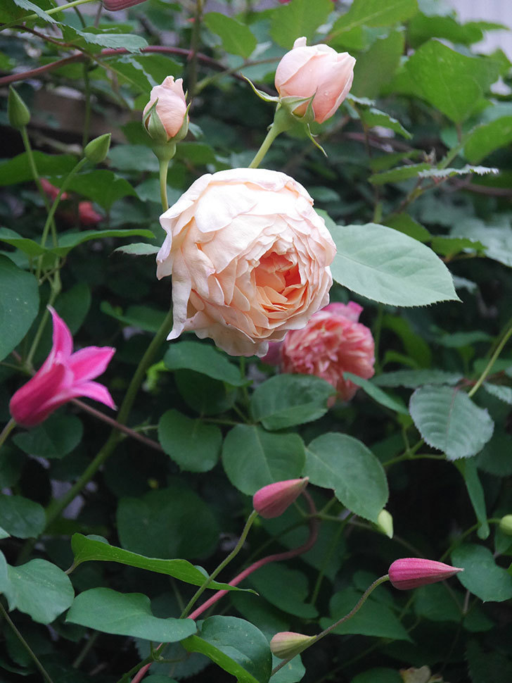 アンナ・フェンディ(Anna Fendi)の花が咲いた。半ツルバラ。2022年-011.jpg