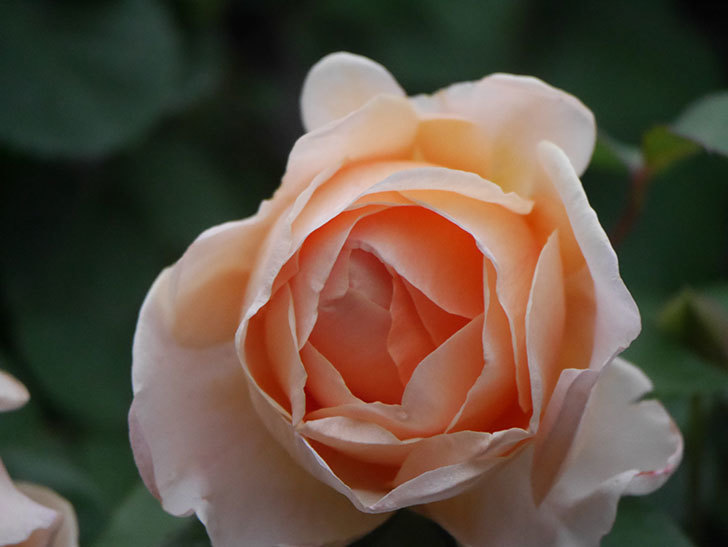 アンナ・フェンディ(Anna Fendi)の花が咲いた。半ツルバラ。2022年-014.jpg