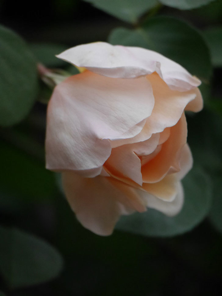 アンナ・フェンディ(Anna Fendi)の花が咲いた。半ツルバラ。2022年-015.jpg