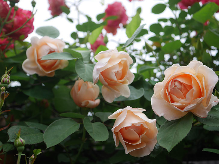 アンナ・フェンディ(Anna Fendi)の花が咲いた。半ツルバラ。2022年-021.jpg