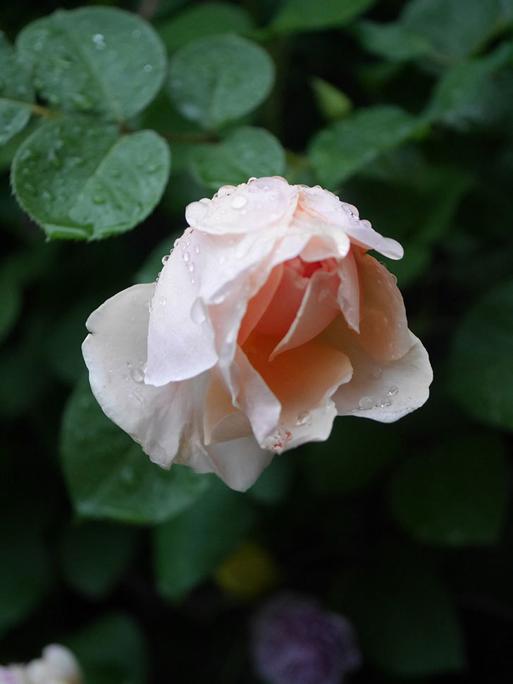 アンナ・フェンディ(Anna Fendi)の花が咲いた。半ツルバラ。2022年-025.jpg