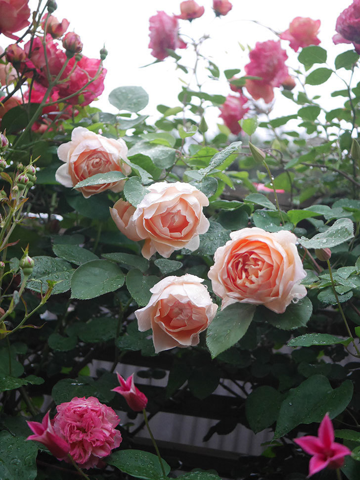 アンナ・フェンディ(Anna Fendi)の花が咲いた。半ツルバラ。2022年-026.jpg
