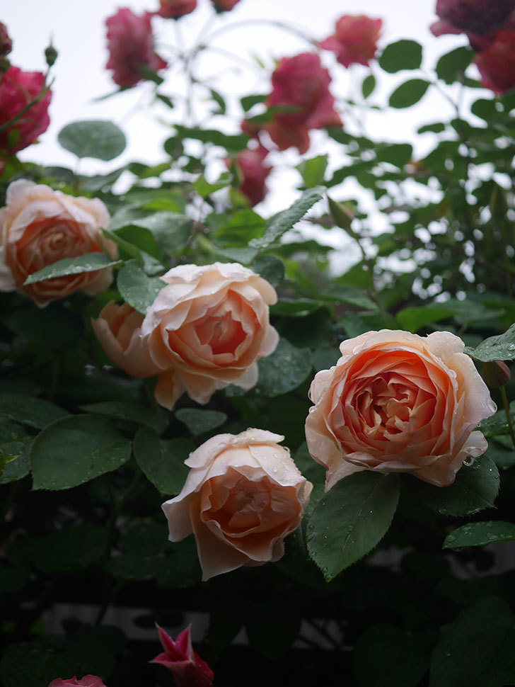アンナ・フェンディ(Anna Fendi)の花が咲いた。半ツルバラ。2022年-028.jpg