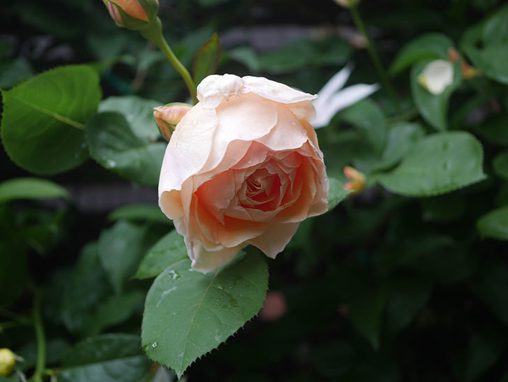アンナ・フェンディ(Anna Fendi)の花が咲いた。半ツルバラ。2022年-029.jpg