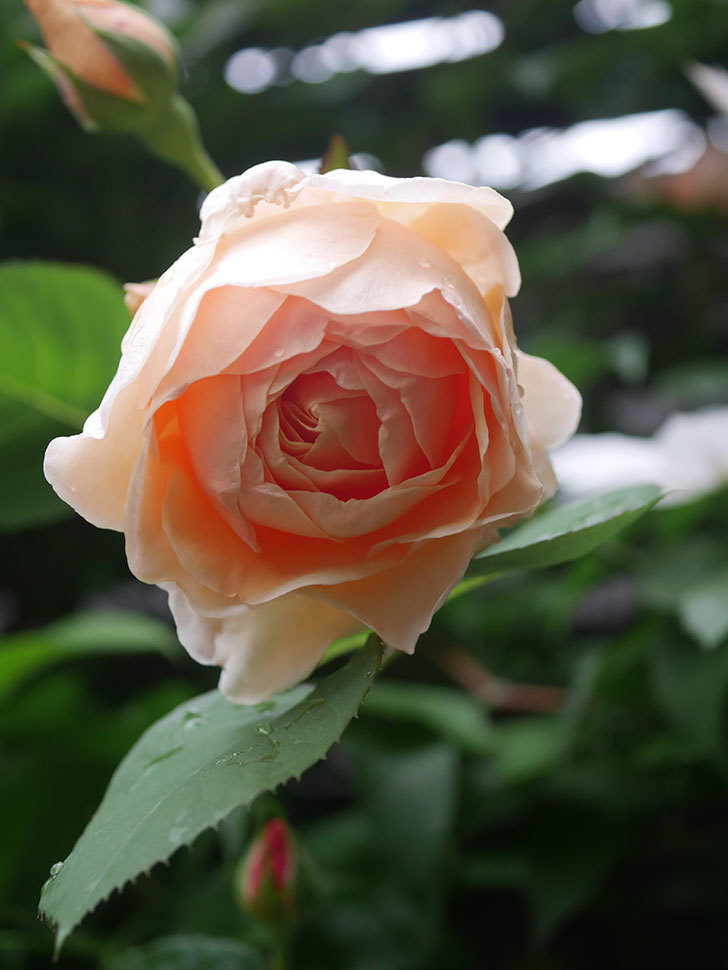アンナ・フェンディ(Anna Fendi)の花が咲いた。半ツルバラ。2022年-030.jpg