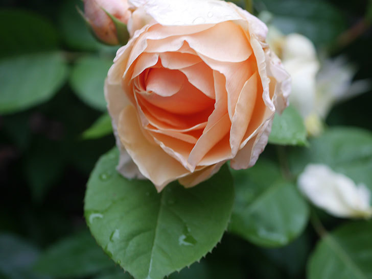 アンナ・フェンディ(Anna Fendi)の花が咲いた。半ツルバラ。2022年-031.jpg