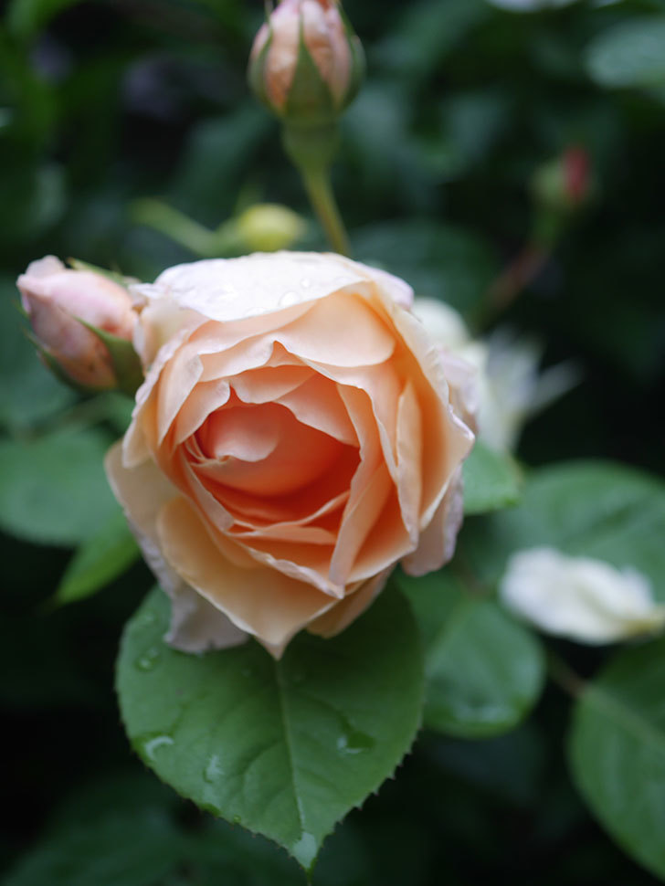 アンナ・フェンディ(Anna Fendi)の花が咲いた。半ツルバラ。2022年-032.jpg