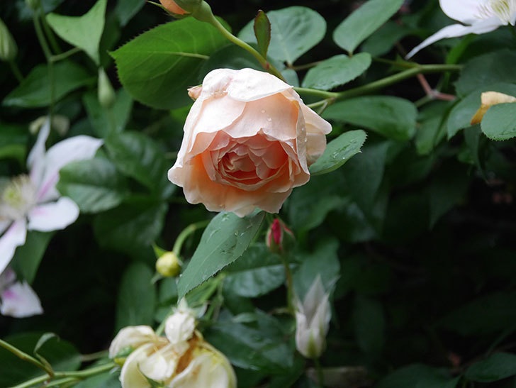 アンナ・フェンディ(Anna Fendi)の花が咲いた。半ツルバラ。2022年-033.jpg