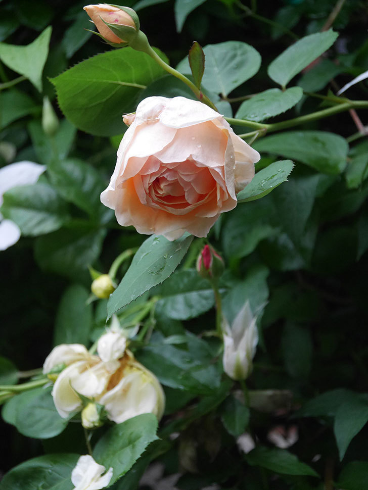 アンナ・フェンディ(Anna Fendi)の花が咲いた。半ツルバラ。2022年-034.jpg