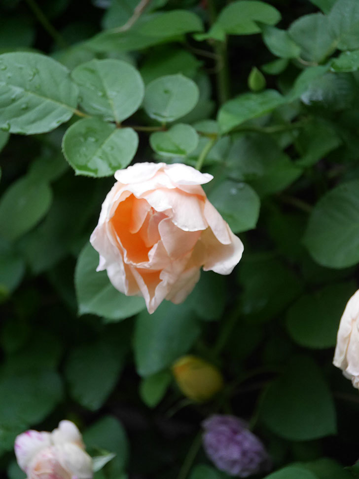 アンナ・フェンディ(Anna Fendi)の花が咲いた。半ツルバラ。2022年-036.jpg