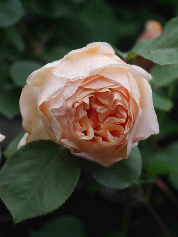アンナ・フェンディ(Anna Fendi)の花が咲いた。半ツルバラ。2022年-043.jpg