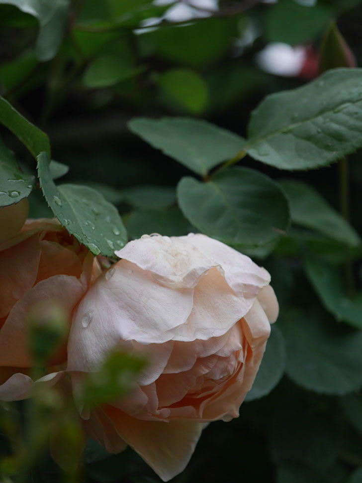 アンナ・フェンディ(Anna Fendi)の花が咲いた。半ツルバラ。2022年-044.jpg