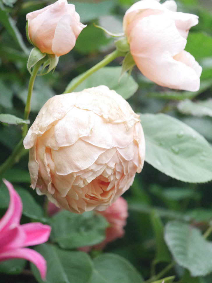 アンナ・フェンディ(Anna Fendi)の花が咲いた。半ツルバラ。2022年-045.jpg