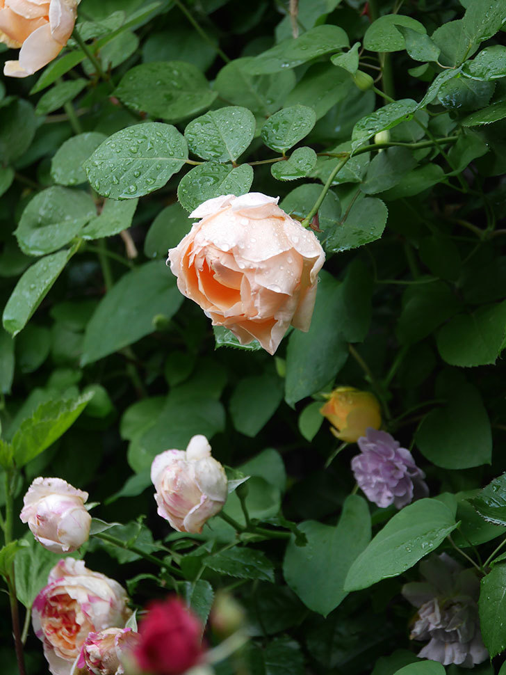 アンナ・フェンディ(Anna Fendi)の花が咲いた。半ツルバラ。2022年-047.jpg