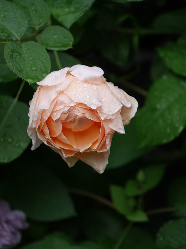 アンナ・フェンディ(Anna Fendi)の花が咲いた。半ツルバラ。2022年-048.jpg