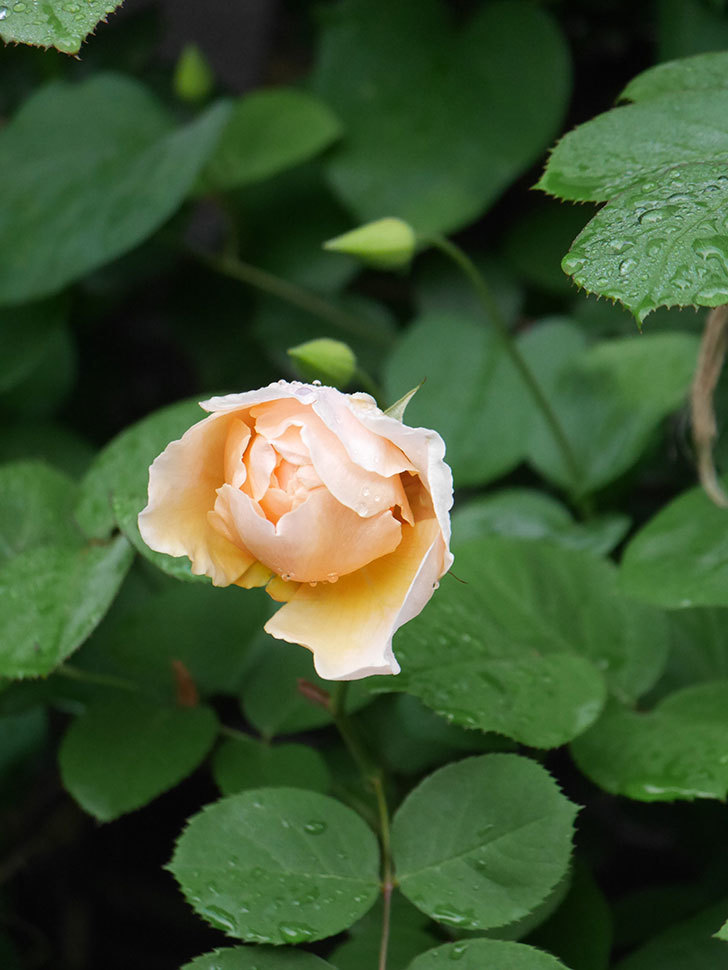 アンナ・フェンディ(Anna Fendi)の花が咲いた。半ツルバラ。2022年-049.jpg