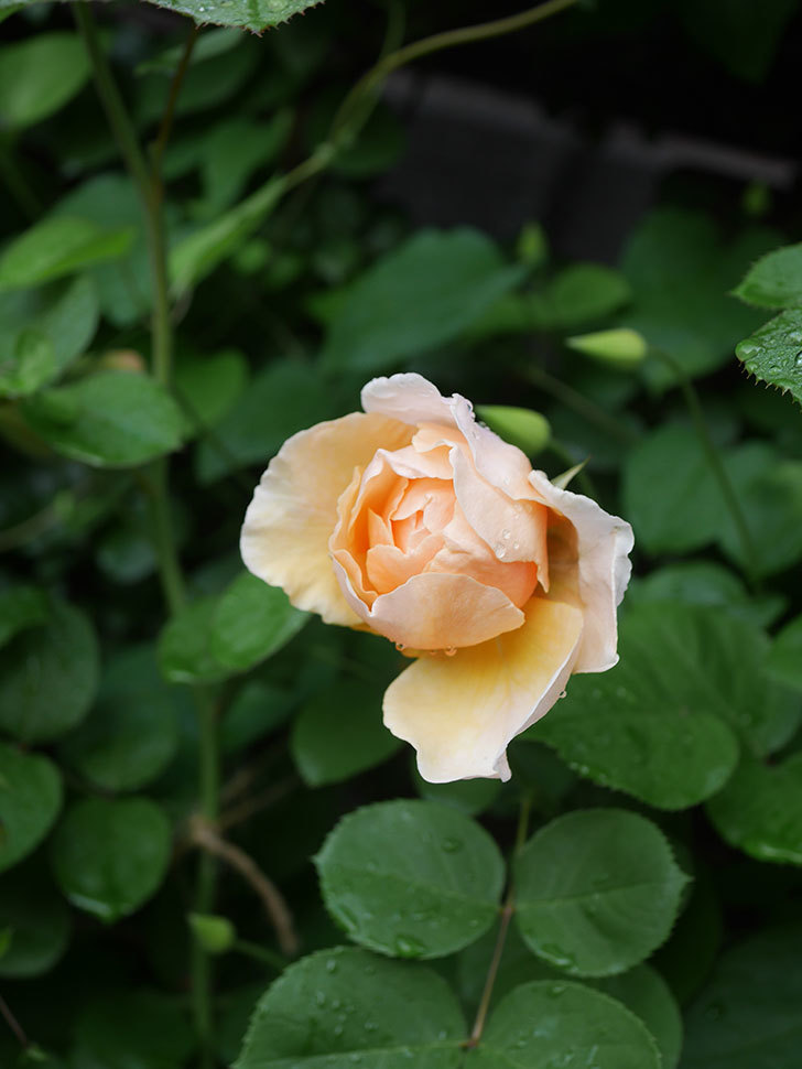 アンナ・フェンディ(Anna Fendi)の花が咲いた。半ツルバラ。2022年-056.jpg