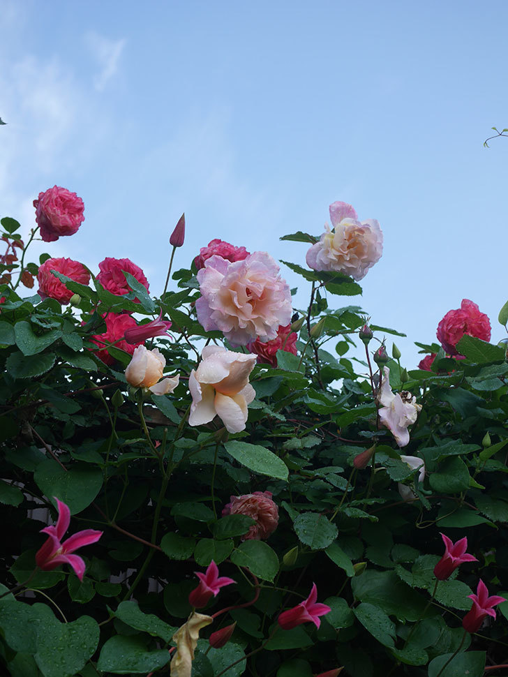 アンナ・フェンディ(Anna Fendi)の花が咲いた。半ツルバラ。2022年-058.jpg