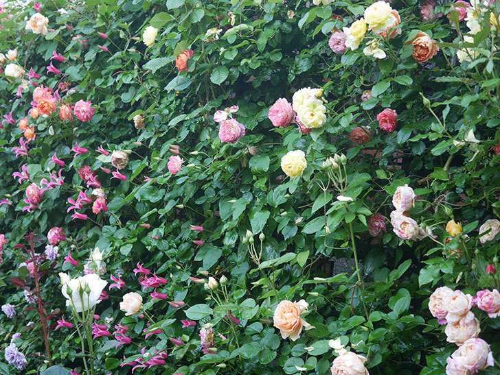 アンナ・フェンディ(Anna Fendi)の花が咲いた。半ツルバラ。2022年-059.jpg
