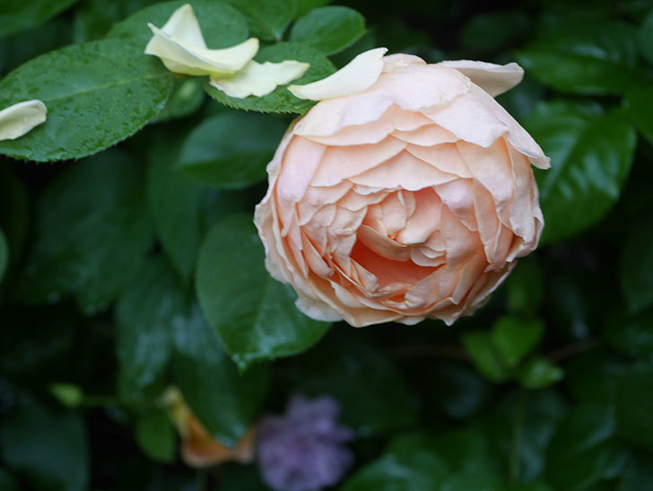 アンナ・フェンディ(Anna Fendi)の花が咲いた。半ツルバラ。2022年-060.jpg
