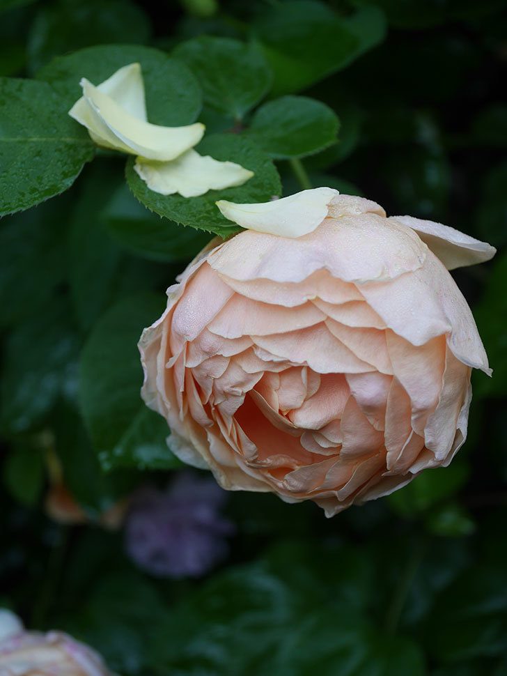 アンナ・フェンディ(Anna Fendi)の花が咲いた。半ツルバラ。2022年-061.jpg