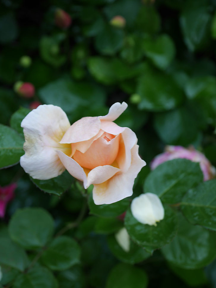 アンナ・フェンディ(Anna Fendi)の花が咲いた。半ツルバラ。2022年-062.jpg