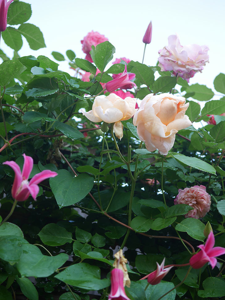 アンナ・フェンディ(Anna Fendi)の花が咲いた。半ツルバラ。2022年-064.jpg