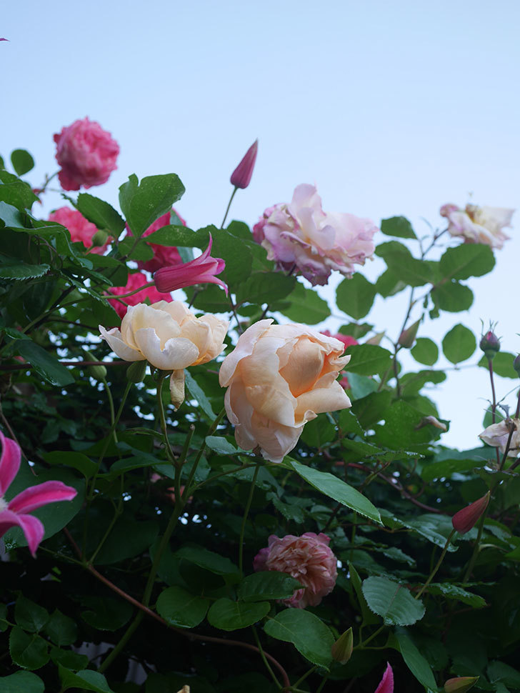 アンナ・フェンディ(Anna Fendi)の花が咲いた。半ツルバラ。2022年-068.jpg
