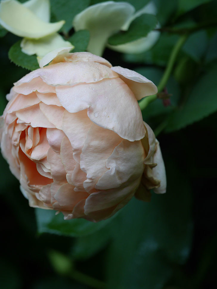 アンナ・フェンディ(Anna Fendi)の花が咲いた。半ツルバラ。2022年-071.jpg