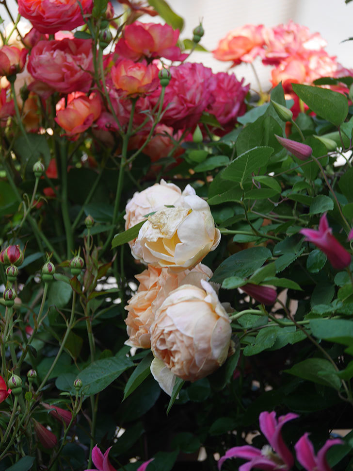 アンナ・フェンディ(Anna Fendi)の花が咲いた。半ツルバラ。2022年-072.jpg