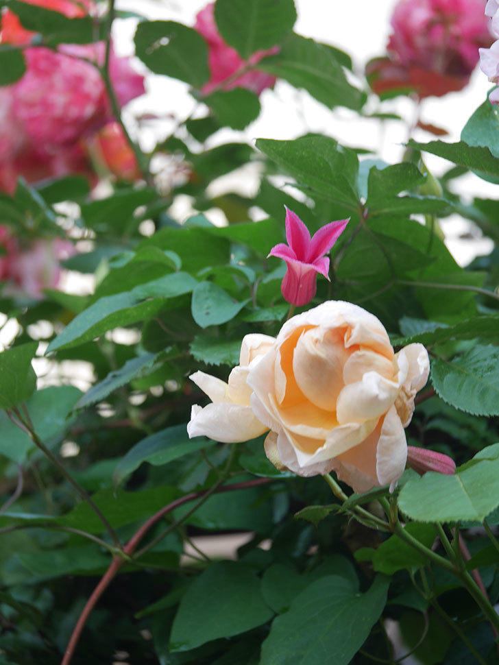 アンナ・フェンディ(Anna Fendi)の花が咲いた。半ツルバラ。2022年-073.jpg
