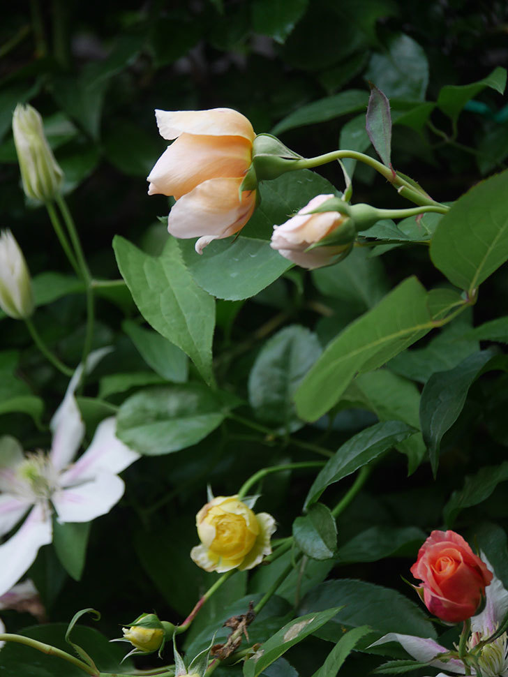 アンナ・フェンディ(Anna Fendi)の花が咲いた。半ツルバラ。2022年-074.jpg
