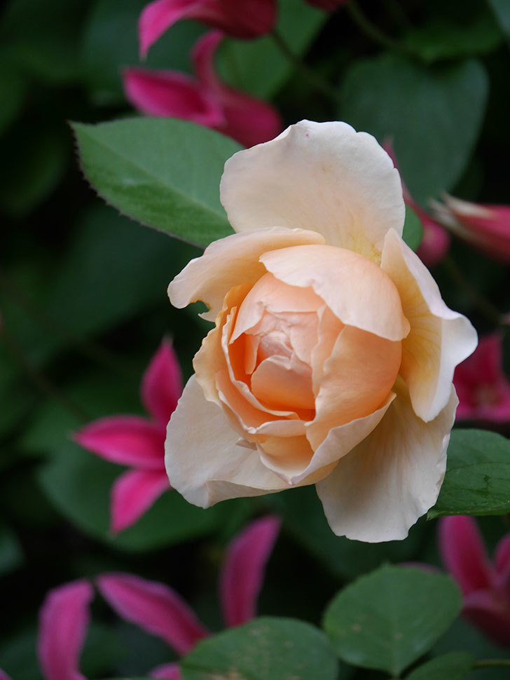 アンナ・フェンディ(Anna Fendi)の花が咲いた。半ツルバラ。2022年-076.jpg
